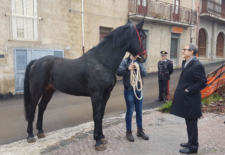 Protocollo per la valorizzazione del cavallo sanfratellano