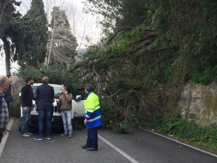 albero brolo