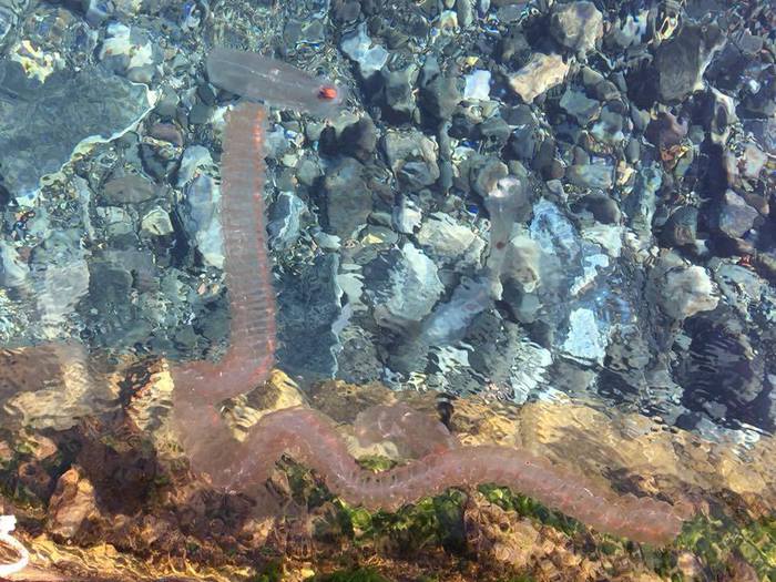 Scoperto nel mare delle Eolie plancton dell’Oceania