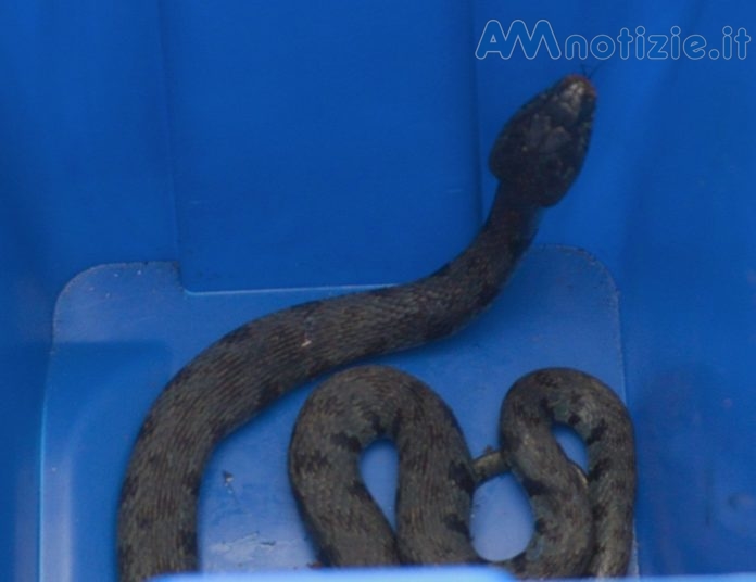 vipera2