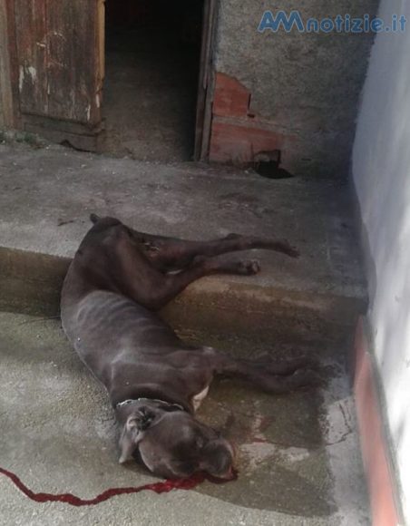 cane morto