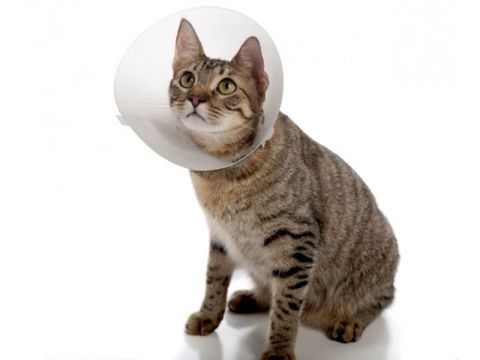gatto-con-gorgiera