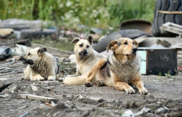 Terme Vigliatore – Scontro tra animalisti, nessun processo per i volontari di “Randagioso Onlus”