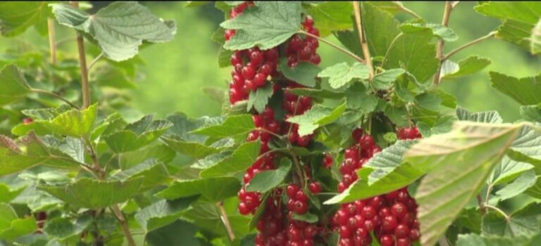 La Regione destina 50 milioni di euro agli agricoltori siciliani