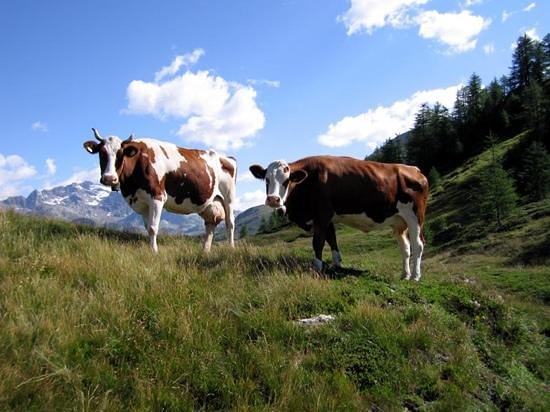 Sicilia – Allevamenti, si sblocca la movimentazione del bestiame dall’isola