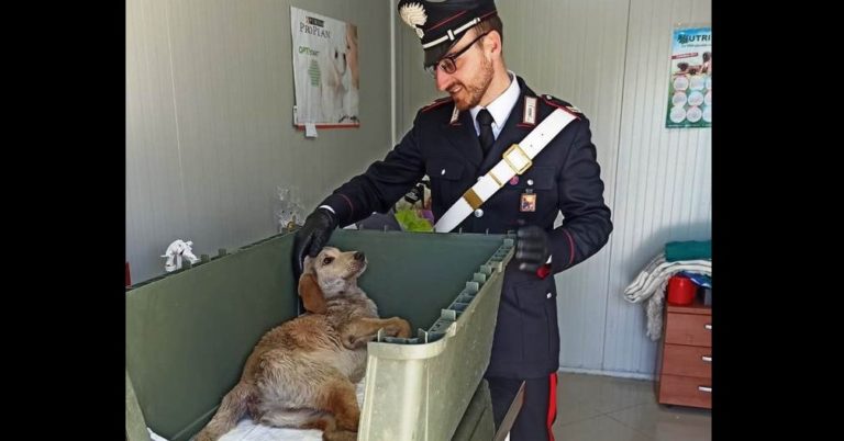 Cane fa i bisogni davanti a casa sua, 60enne si affaccia dal balcone e gli spara