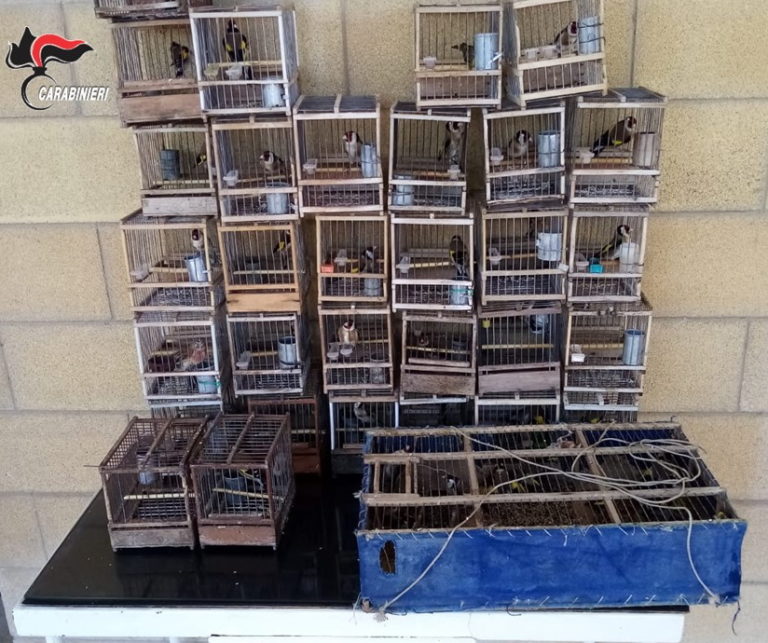 Messina, uccellini in gabbia in condizioni anguste: denunciato un bracconiere