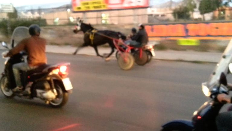 Corsa di Cavalli clandestina a Palermo, sanzionate 7 persone per 16.000 euro