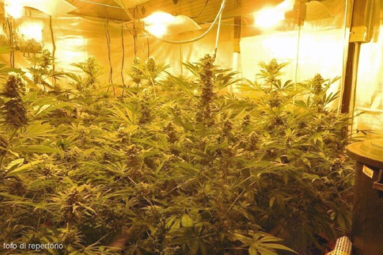 Tortorici – Casa trasformata in una serra di marijuana, arrestato 52enne