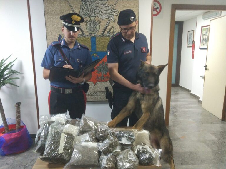 Monreale – I Carabinieri sequestrano 4,5 kg di marijuana grazie al cane Ron