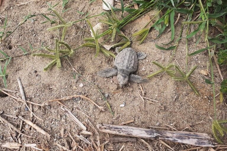 Gliaca di Piraino, 30 tartarughe “Caretta Caretta” appena nate corrono verso il mare