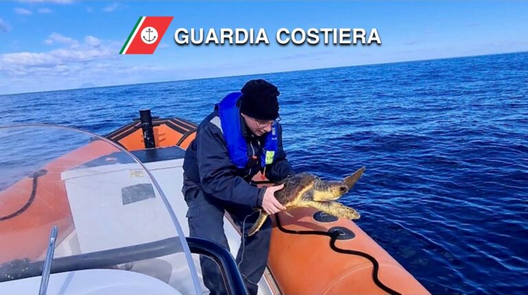 Milazzo – La Guardia Costiera soccorre una tartaruga “Caretta Caretta” ferita