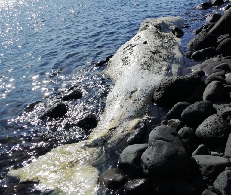 Isole Eolie – Carcassa di Capodoglio ritrovata su una spiaggia di Vulcano