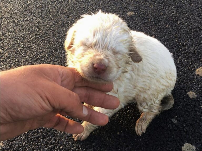 Cagnolino lanciato da un’auto in corsa nell’agrigentino, è in cura