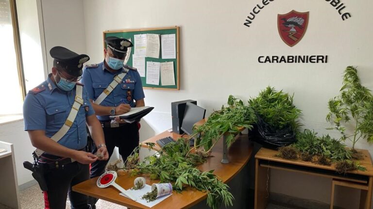 Naso – Coltivava piante di cannabis occultate tra i pomodori, arrestato 47enne
