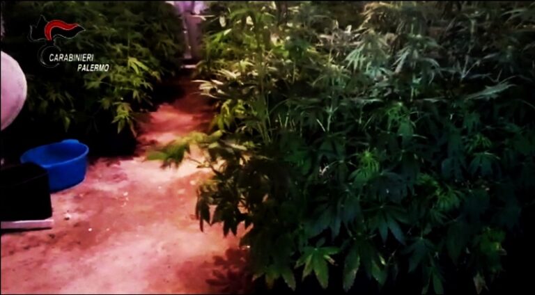 Bagheria: rinvenute duecento piantine di cannabis in una serra indoor