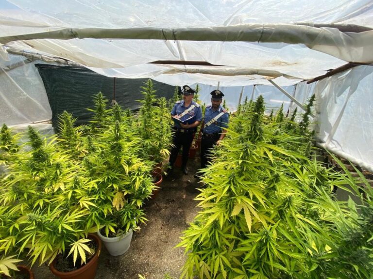 Scoperta piantagione di cannabis, due arresti tra Milazzo e San Filippo del Mela