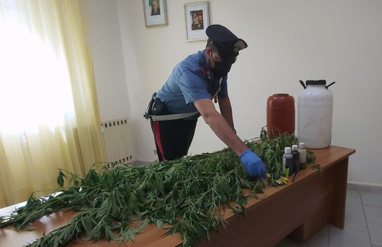 Coltivavano piantagione di cannabis a Piraino, arrestati tre giovani di Brolo – VIDEO
