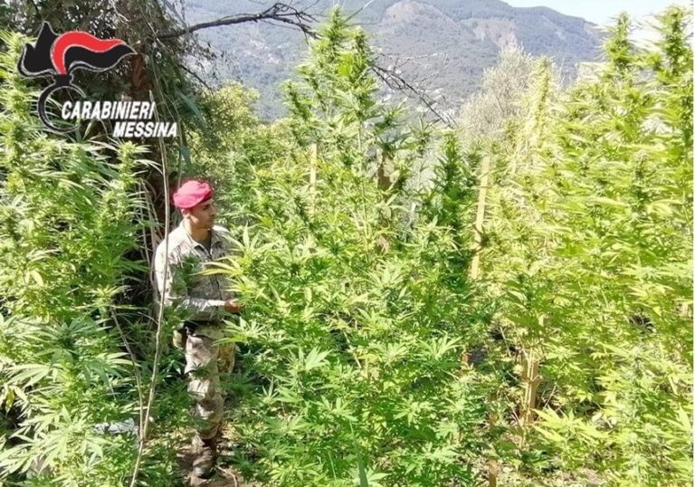 Tortorici – Coltivava piante di Cannabis alte fino a 3 metri. Arrestato 58enne