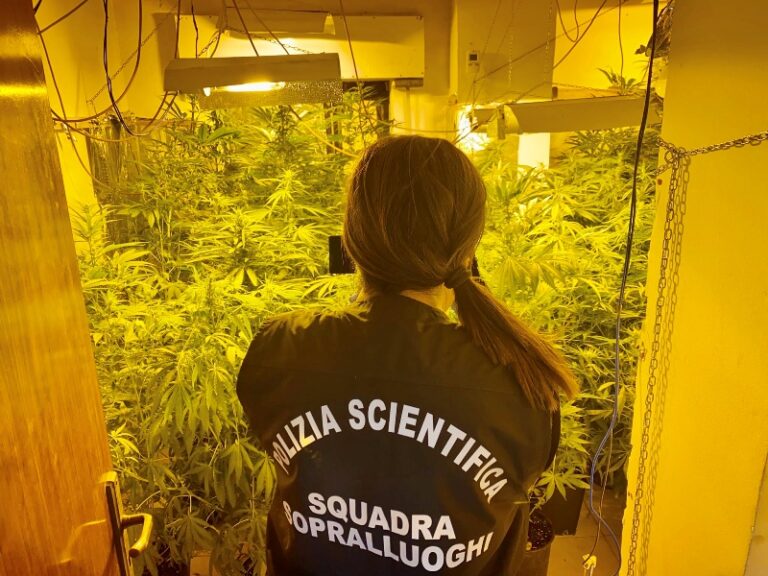 Messina: trovata coltivazione indoor con 46 piante di cannabis