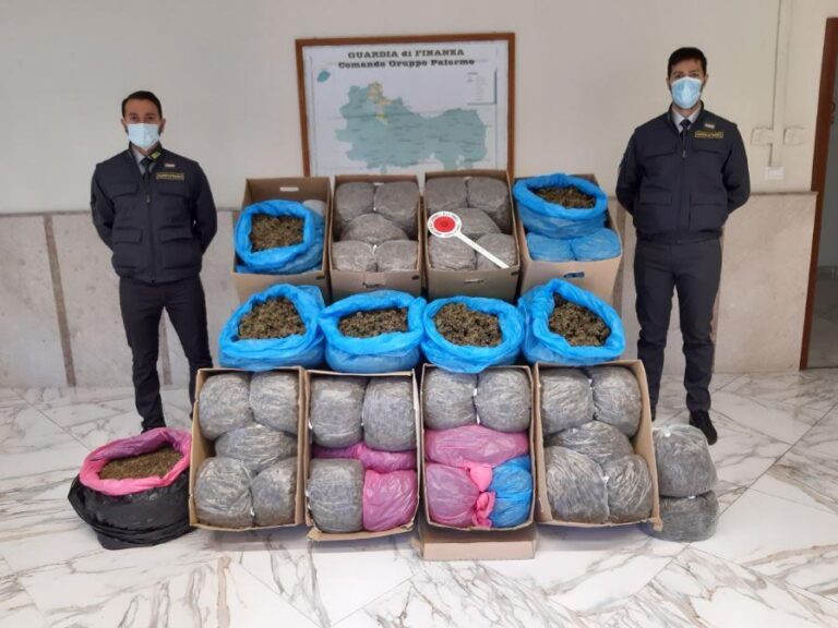 Palermo – Scoperta maxi piantagione di cannabis, sequestrati 65kg di marijuana