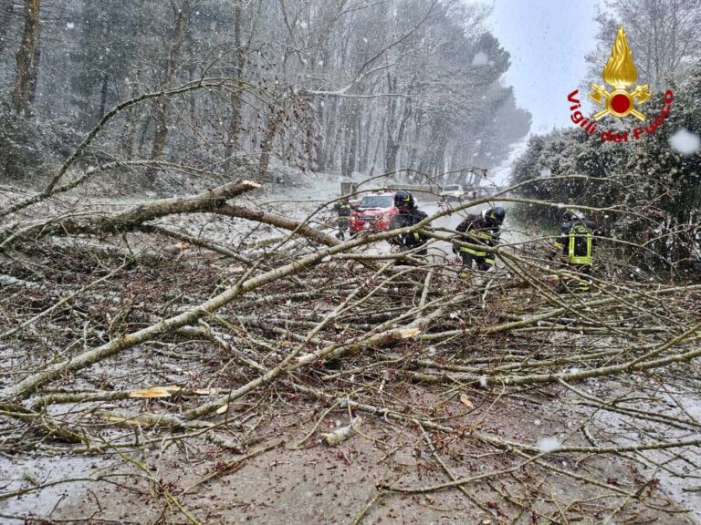 Grosso albero cade sulla SP176 Mistretta-Castel di Lucio, intervengono i Vigili del Fuoco