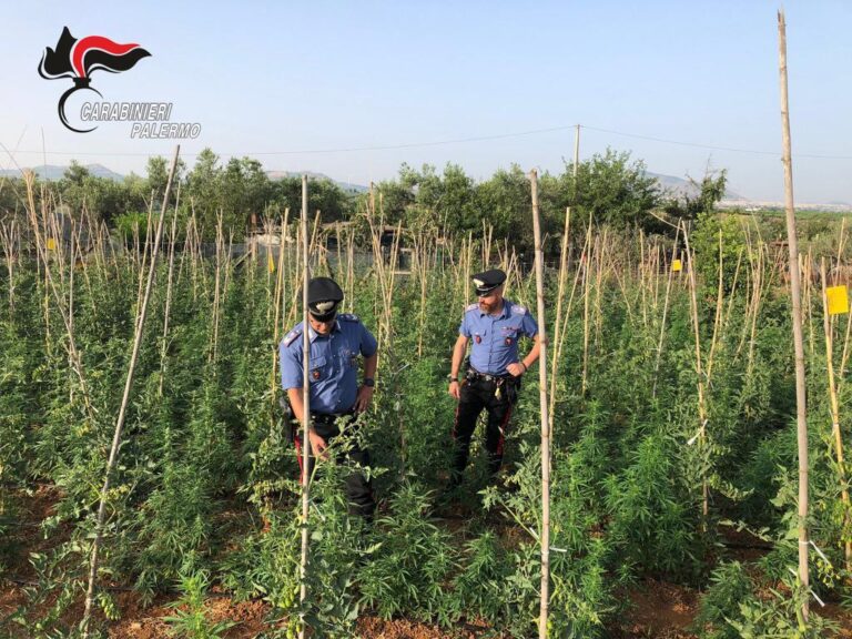 Partinico, piantagione con 1.390 piante di cannabis. Denunciato un 56enne