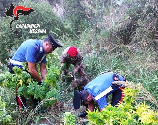 Messina: rinvenuta in un’area rurale una vasta piantagione adibita alla coltivazione di piante di marijuana