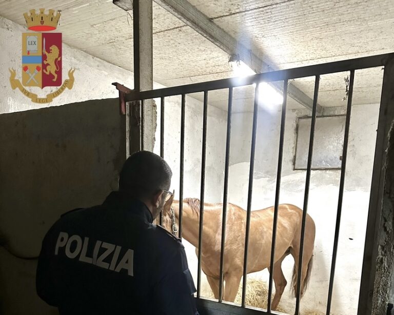 Corsa di cavalli clandestina sul viale Giostra a Messina, denunciato fantino 75enne