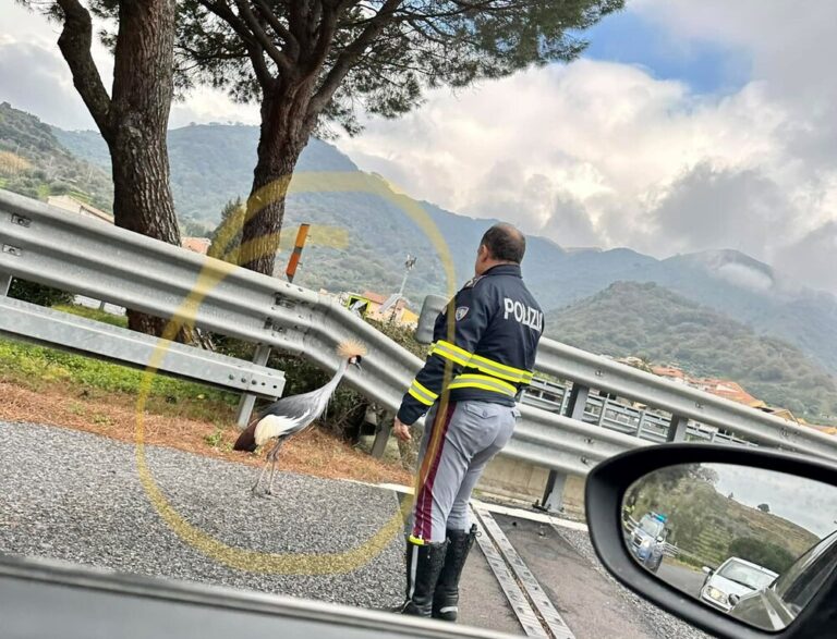 A/20, esemplare di gru coronata a passeggio in autostrada. Ironia social sul Ponte sullo Stretto