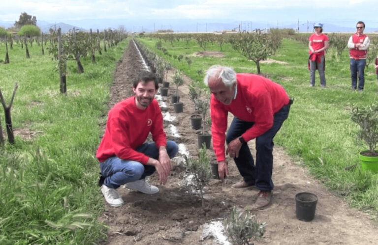 Milazzo, piantumati 100 alberi di ulivo. Iniziativa “green” del gruppo Fire SpA