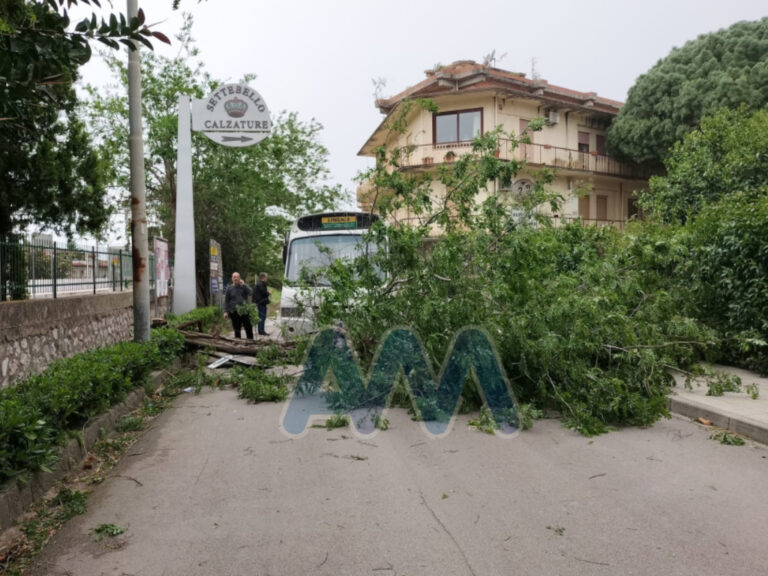 Capo d’Orlando – Albero crolla nei pressi della stazione. Sfiorato un autobus, due persone ferite