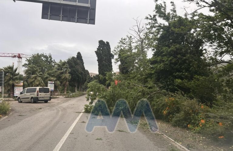 Maltempo, forte vento sul messinese. A Capo d’Orlando albero crollato sulla SS113