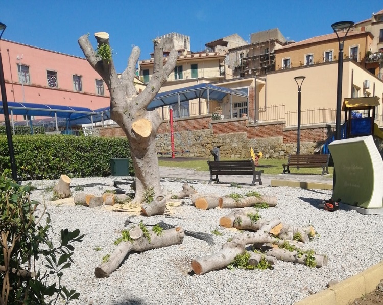 Taglio degli alberi, Italia Nostra: “Scarsa sensibilità ambientale!” Replica l’amministrazione: “A noi sta a cuore la cura del verde!”