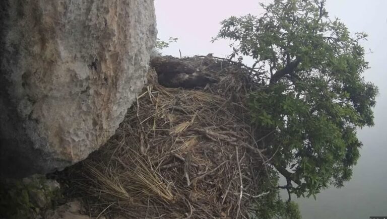 Alcara Li Fusi – Nato un nuovo aquilotto nel Parco dei Nebrodi