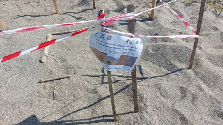 Brolo, segnalato nido di Caretta Caretta. Delimitata l’area sulla spiaggia