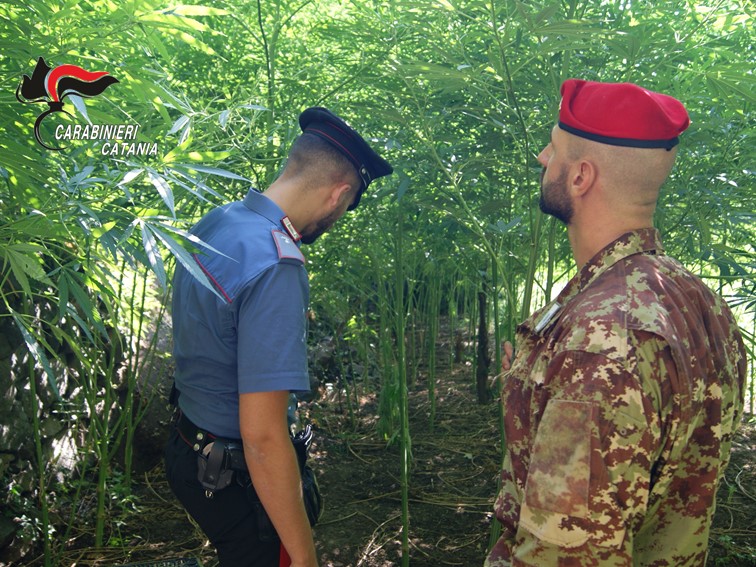 Rigogliosa piantagione di cannabis scoperta a Giarre. Scatta il blitz dei carabinieri