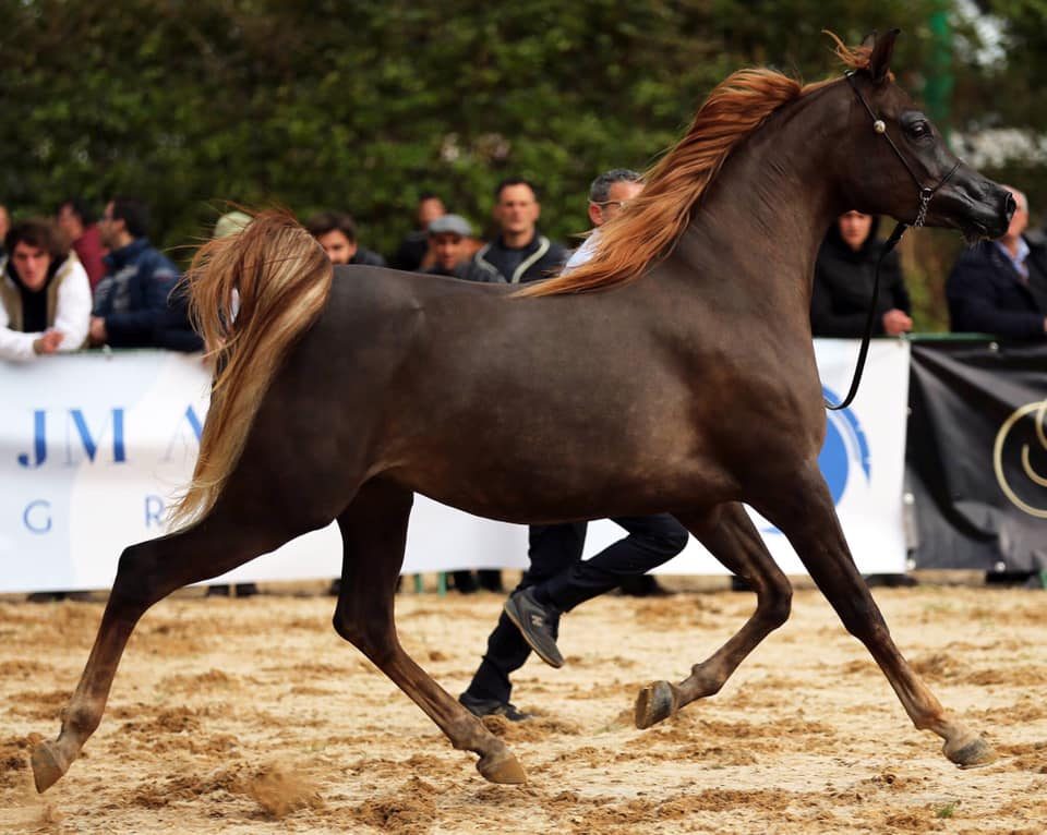 Cavallo Arabo (1)