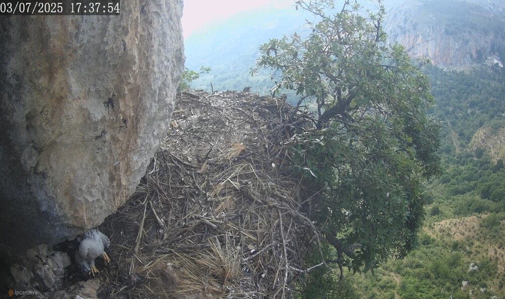 Nido Aquila Parco dei Nebrodi 03.07.2025