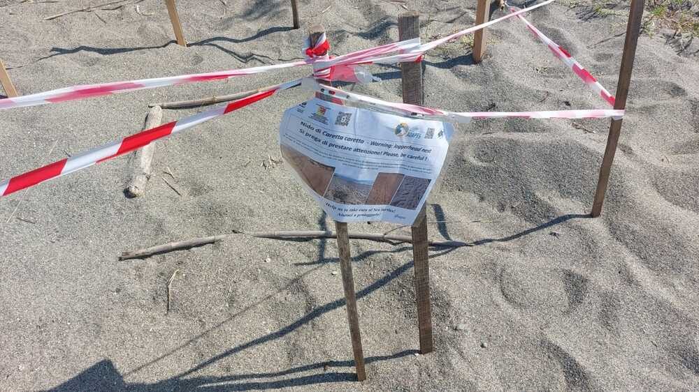 Nido Caretta Caretta Brolo 2025