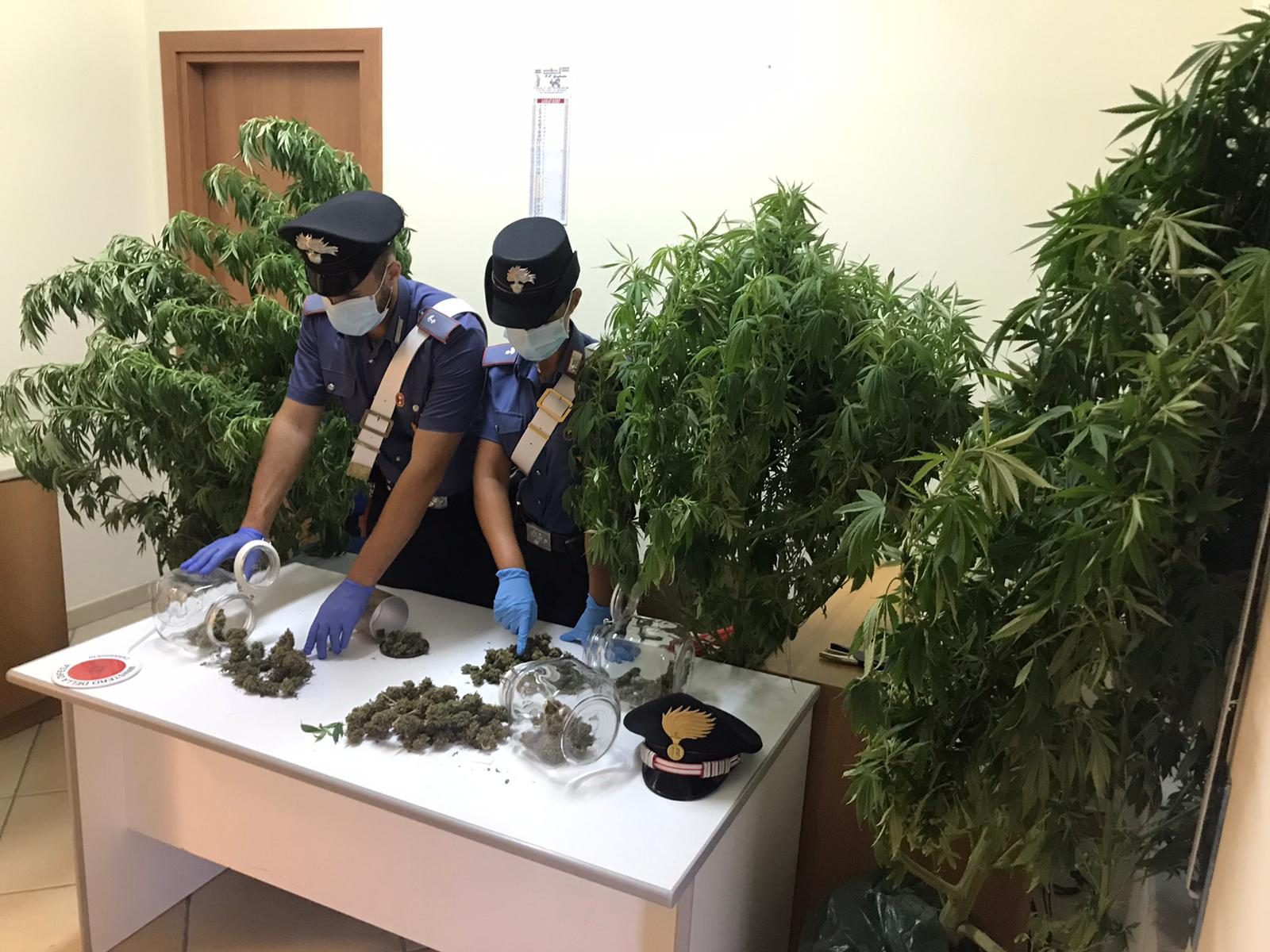 Sequestro marijuana e piante cannabis S.Agata