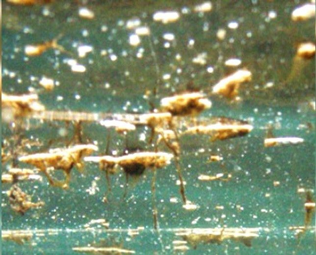 alga--ostreopsis