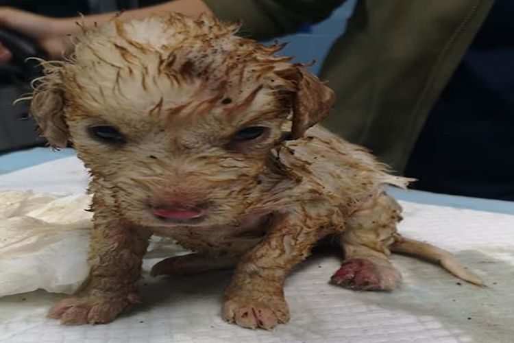Cagnolino bruciato