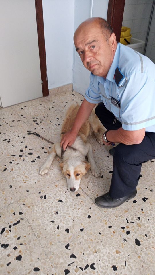 cane torrenova
