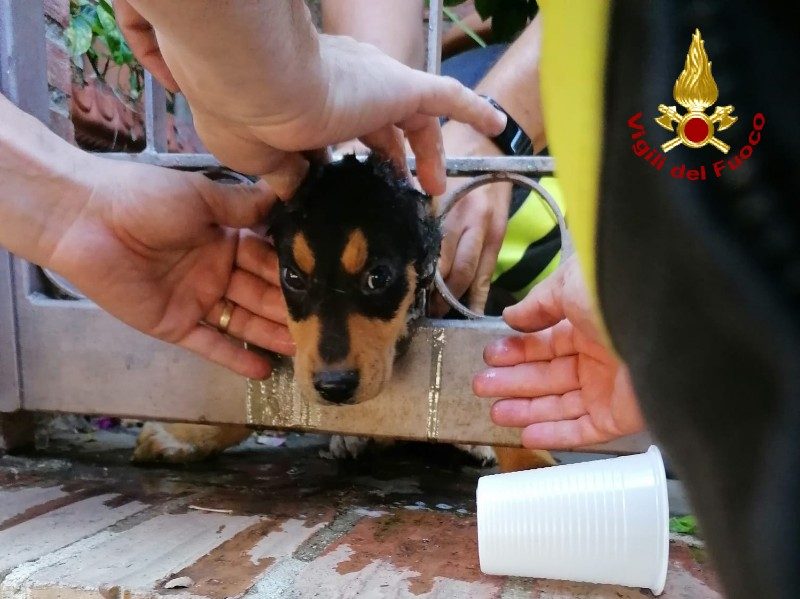 cucciolo cane salvato