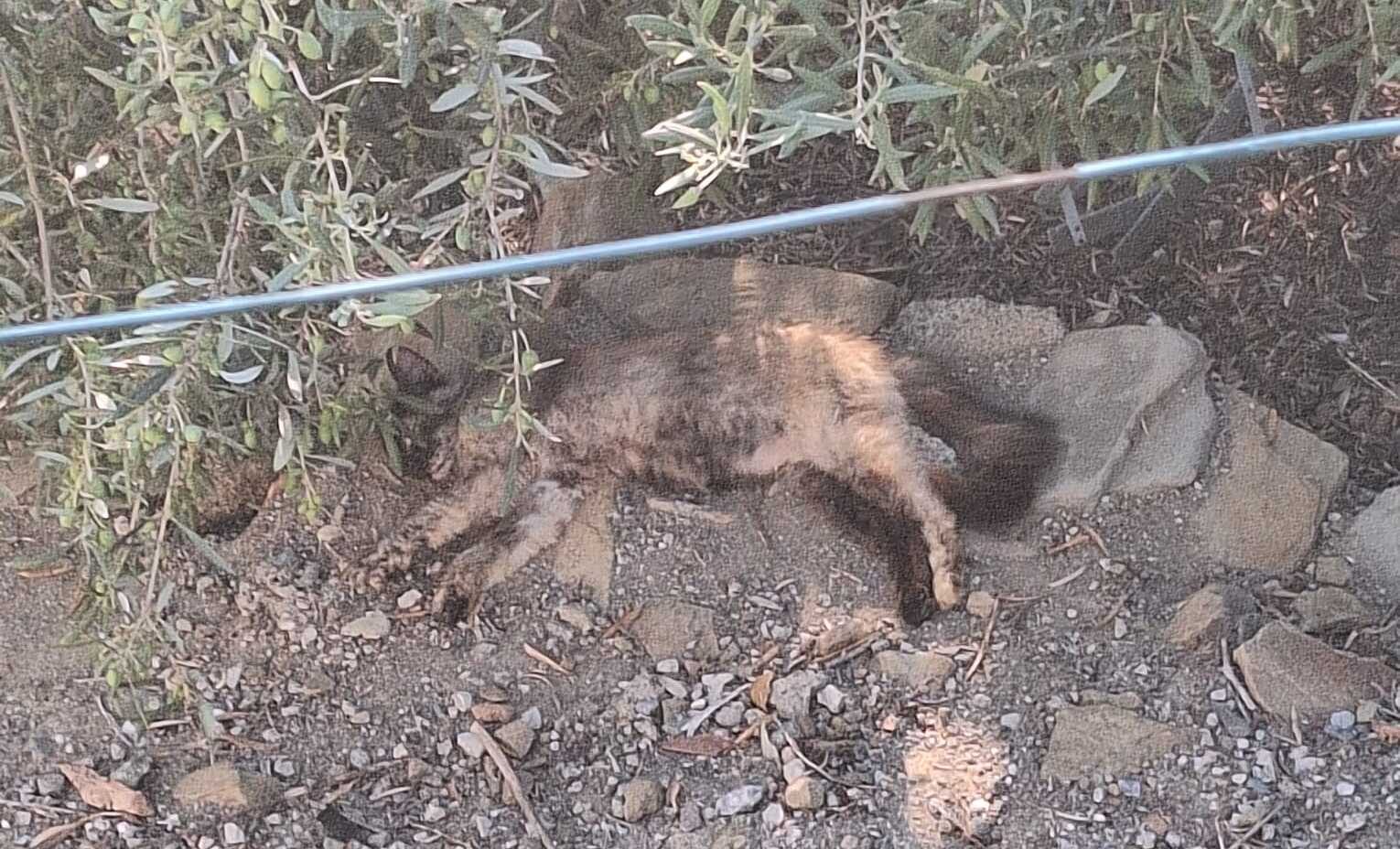 gattino morto (1)
