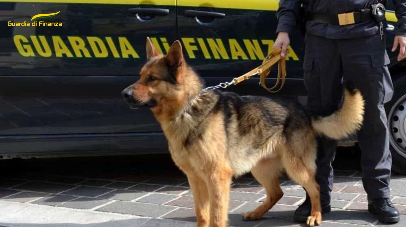 guardia finanza palermo cane antidroga